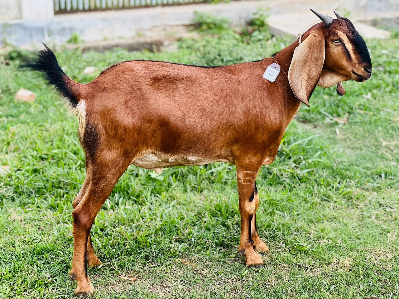 দেশী  ছাগল ( 41.5KG)  